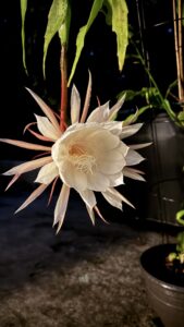Night-blooming Cerus